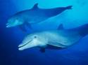 584Dolphins Down Under.